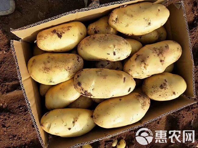 安丘土豆最新價格走勢分析