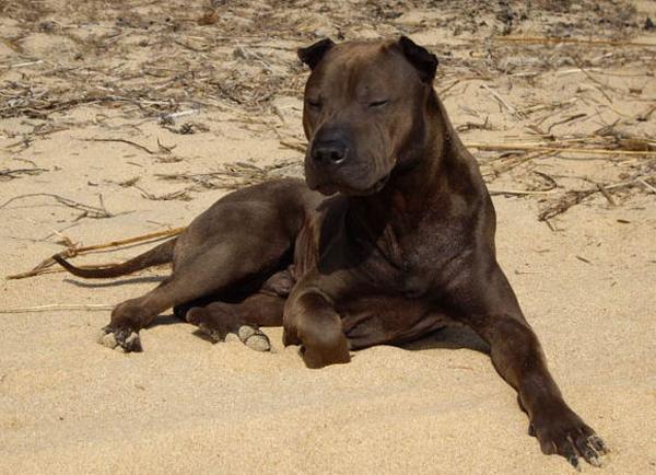 最新骨沙犬出售信息一覽