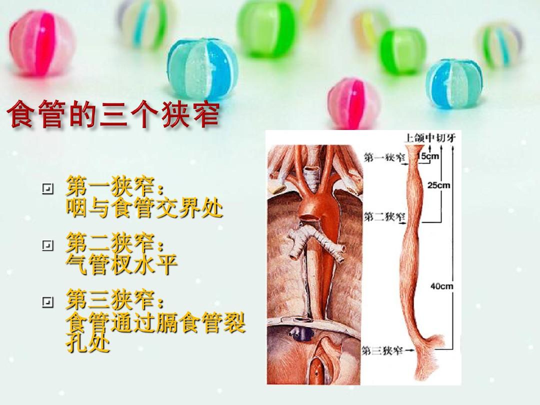 胃管最新固定方法詳解PPT展示