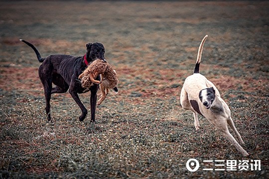 探索獵犬夜獵的神秘面紗，最新狗夜間攆兔視頻