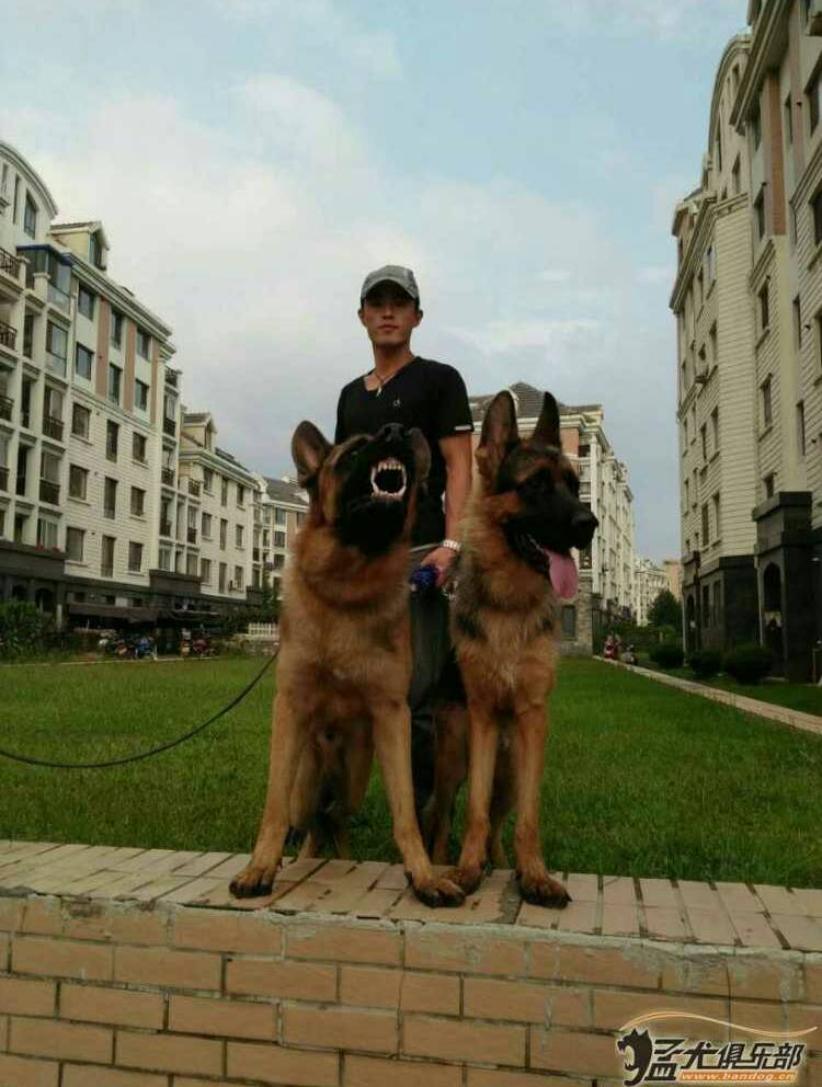 南宮犬業最新配種價格一覽