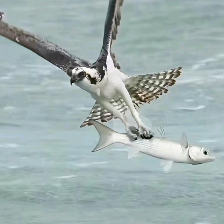 深海魚鷹，探索神秘海洋的下載利器