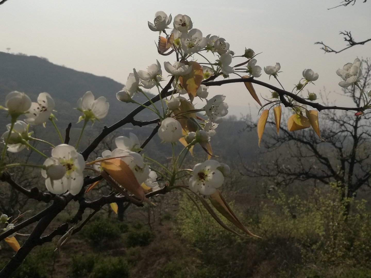 鄭城鎮(zhèn)天氣預(yù)報(bào)更新通知