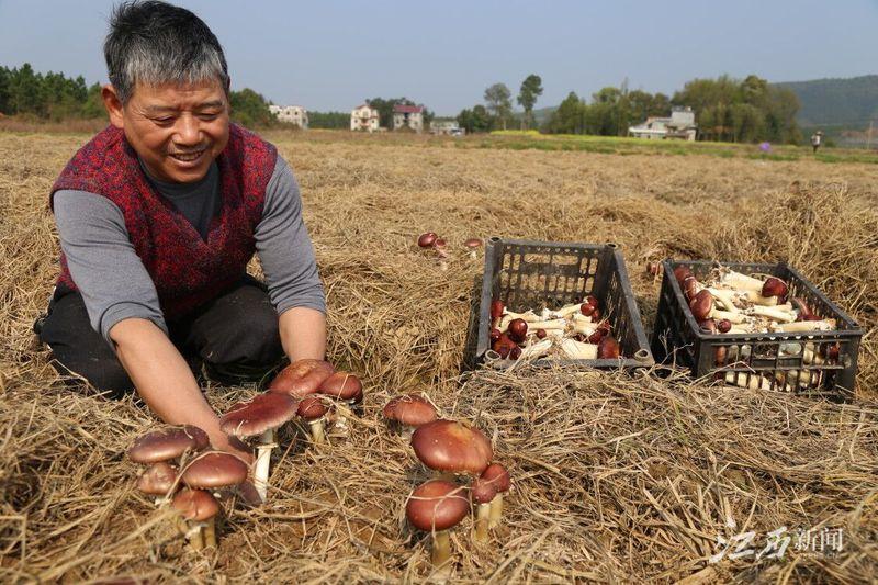 吉安市扶貧開發(fā)領(lǐng)導小組辦公室新項目，地方經(jīng)濟與社會發(fā)展的強大推動力