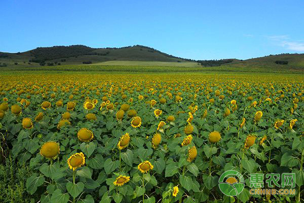 全国葵花价格最新行情深度解析