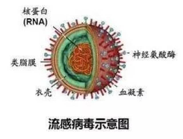 密云地区H7N9最新消息，影响分析与启示