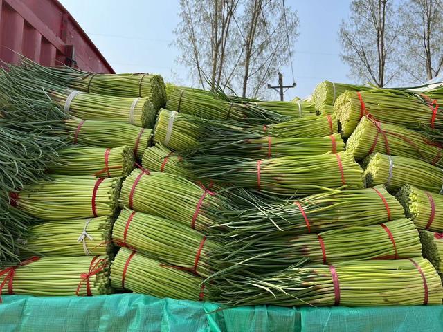 中牟蒜苔市场走势及种植户策略分析，最新报价解读