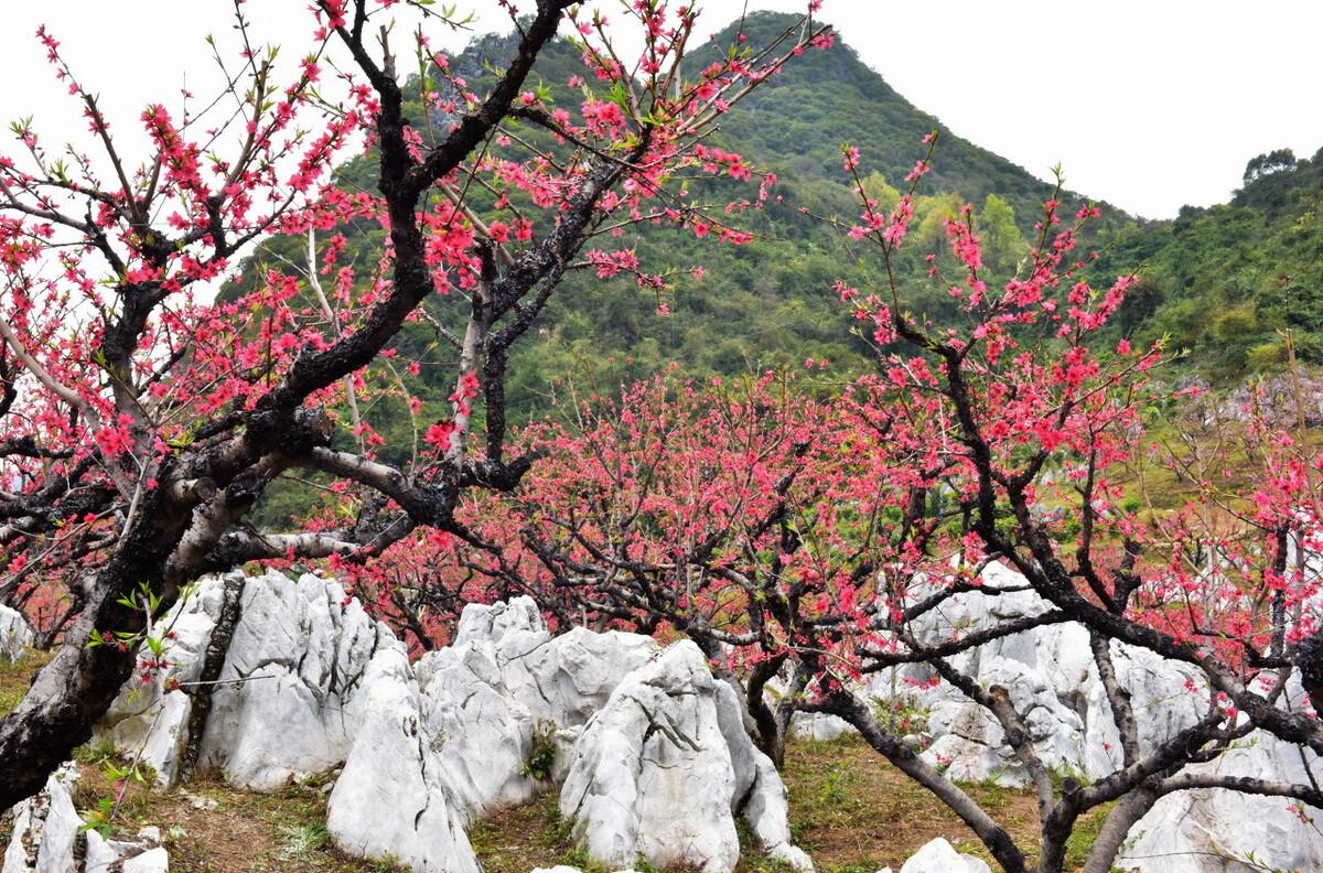 竹瓦根镇新项目启动，引领地区迈入崭新发展阶段